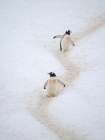 Penguins walking to colony. Gentoo penguin in deep snow in Antarctic Peninsula, Cuverville Island. Art Print